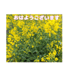 冬の山野草で おはようございます（個別スタンプ：12）