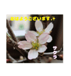 冬の山野草で おはようございます（個別スタンプ：13）