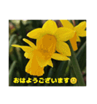 冬の山野草で おはようございます（個別スタンプ：14）