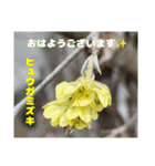 冬の山野草で おはようございます（個別スタンプ：16）