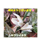 冬の山野草で おはようございます（個別スタンプ：18）