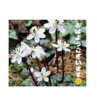 冬の山野草で おはようございます（個別スタンプ：19）