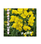 冬の山野草で おはようございます（個別スタンプ：20）