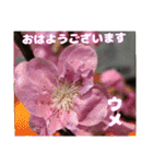 冬の山野草で おはようございます（個別スタンプ：21）