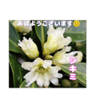 冬の山野草で おはようございます（個別スタンプ：22）
