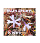 冬の山野草で おはようございます（個別スタンプ：23）