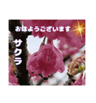 冬の山野草で おはようございます（個別スタンプ：24）