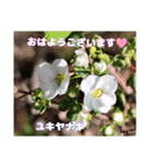 冬の山野草で おはようございます（個別スタンプ：25）