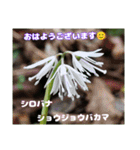 冬の山野草で おはようございます（個別スタンプ：26）