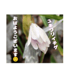 冬の山野草で おはようございます（個別スタンプ：27）