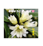 冬の山野草で おはようございます（個別スタンプ：28）