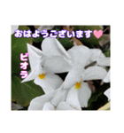 冬の山野草で おはようございます（個別スタンプ：30）