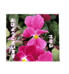 冬の山野草で おはようございます（個別スタンプ：31）