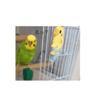 動画で〜す！（個別スタンプ：1）