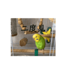 動画で〜す！（個別スタンプ：3）