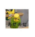 動画で〜す！（個別スタンプ：4）