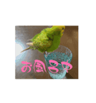 動画で〜す！（個別スタンプ：5）