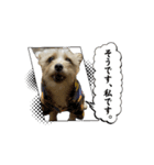 わんちゃち4（個別スタンプ：5）