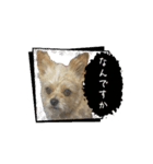 わんちゃち4（個別スタンプ：6）