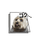 わんちゃち4（個別スタンプ：10）
