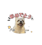わんちゃち4（個別スタンプ：11）