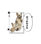 わんちゃち4（個別スタンプ：14）