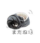 トニーの日常6（個別スタンプ：26）