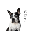 トニーの日常6（個別スタンプ：28）