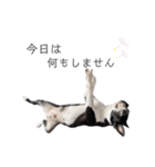 トニーの日常6（個別スタンプ：31）
