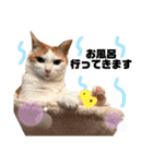 日常で使える猫スタンプ3（個別スタンプ：1）