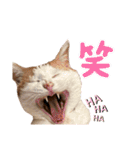 日常で使える猫スタンプ3（個別スタンプ：2）