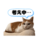 日常で使える猫スタンプ3（個別スタンプ：6）