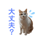 日常で使える猫スタンプ3（個別スタンプ：7）