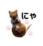 日常で使える猫スタンプ3（個別スタンプ：8）