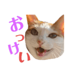日常で使える猫スタンプ3（個別スタンプ：9）