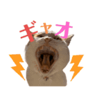 日常で使える猫スタンプ3（個別スタンプ：11）