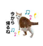 日常で使える猫スタンプ3（個別スタンプ：12）