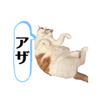 日常で使える猫スタンプ3（個別スタンプ：14）