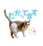 日常で使える猫スタンプ3（個別スタンプ：17）
