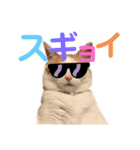 日常で使える猫スタンプ3（個別スタンプ：18）