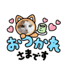 日常で使える猫スタンプ3（個別スタンプ：20）