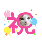 日常で使える猫スタンプ3（個別スタンプ：23）