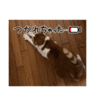 日常で使える猫スタンプ3（個別スタンプ：24）