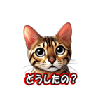 ベンガル猫の日常会話（個別スタンプ：1）