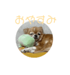 かわいいチワワのちゃちゃまる（個別スタンプ：1）