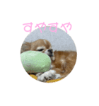 かわいいチワワのちゃちゃまる（個別スタンプ：2）