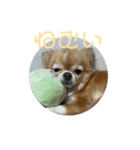 かわいいチワワのちゃちゃまる（個別スタンプ：3）