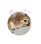 かわいいチワワのちゃちゃまる（個別スタンプ：4）
