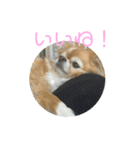 かわいいチワワのちゃちゃまる（個別スタンプ：6）