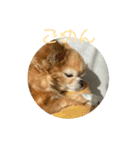 かわいいチワワのちゃちゃまる（個別スタンプ：7）